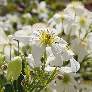 Clematis x cartmanii 'White Abundance'