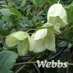 Clematis cirrhosa 'Wisley Cream'