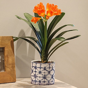 Clivia Strong Orange