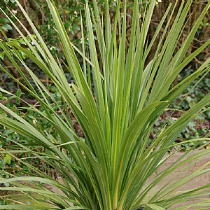 Cordyline australis