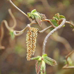 Corylus avellana 'Contorta'