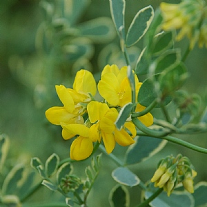 Coronilla glauca 'Variegata'