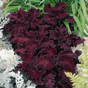 Coleus 'Dragon Black'