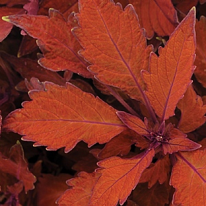 Coleus 'Habanero'