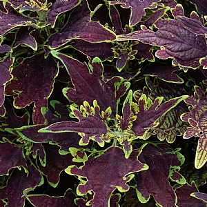 Coleus 'Limewire'