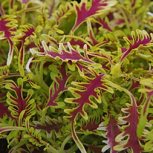 Coleus 'Skeletal'