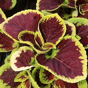 Coleus 'Kong Jr Lime Vein'