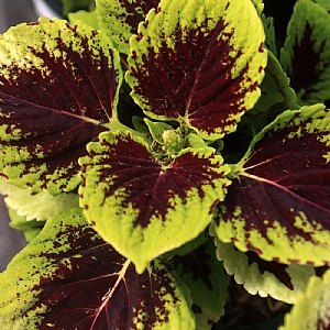 Coleus 'Kong Jr Rose'