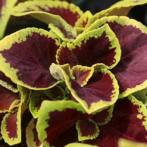 Coleus 'Kong Jr Scarlet'