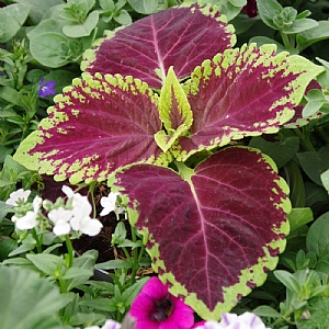 Coleus 'Kong Mix' Jumbo 6 Pack