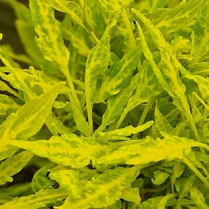 Coleus 'Salsa Verde'