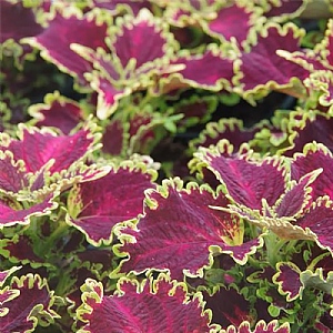 Coleus 'Solar Flare'