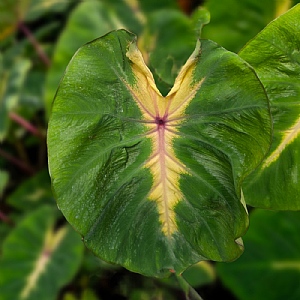 Colocasia esculenta 'Waikiki'