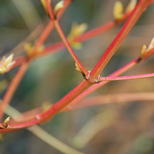 Cornus sanguinea 'Midwinter Fire'