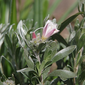 Convolvulus cneorum