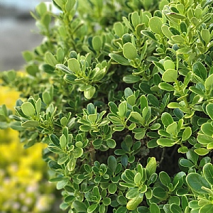 Coprosma 'Mini Mac'