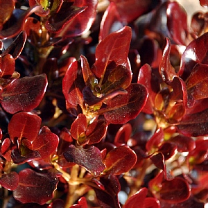 Coprosma 'Pacific Night'
