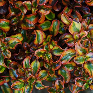 Coprosma 'Tequila Sunrise'