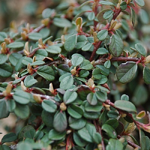Cotoneaster procumbens Queen of Carpets