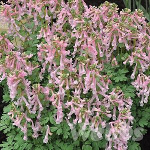 Corydalis solida 'Beth Evans'