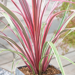 Cordyline 'Can Can'