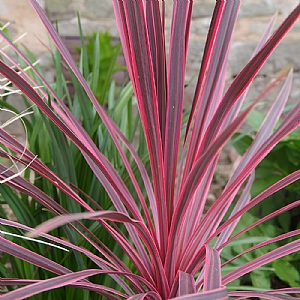 Cordyline australis 'Charlie Boy'