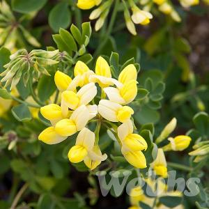 Coronilla glauca 'Citrina'