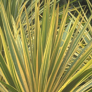 Cordyline australis 'Torbay Dazzler'