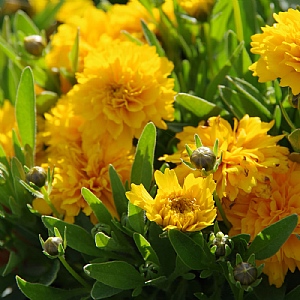Coreopsis 'Golden Sphere'