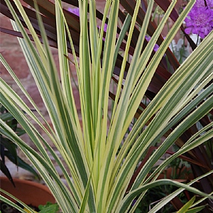 Cordyline 'Lime Passion'