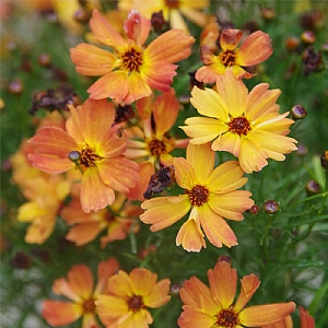 Coreopsis 'Mango Punch'