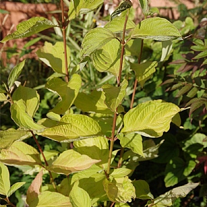 Cornus alba 'Aurea'