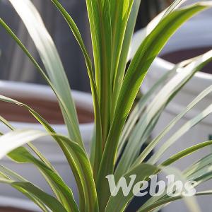 Cordyline australis 'Pekoe'