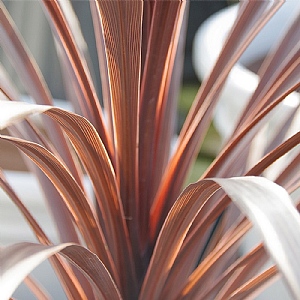 Cordyline australis 'Red Star'