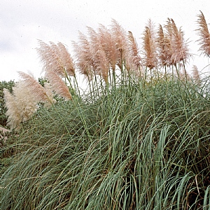 Cortaderia 'Rose Plume'