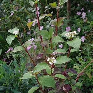 Cornus 'Siberian Pearls'