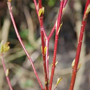 Cornus alba 'Sibirica Variegata'
