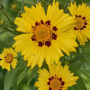 Coreopsis grandiflora 'Solar Moon'