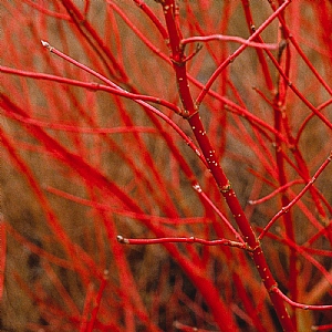 Cornus alba 'Sibirica'