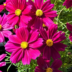 Cosmos 'Apollo Carmine'