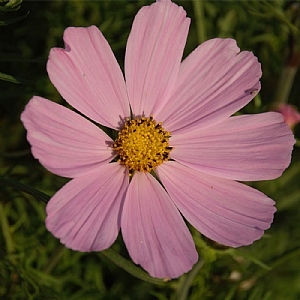 Cosmos 'Apollo Pink'