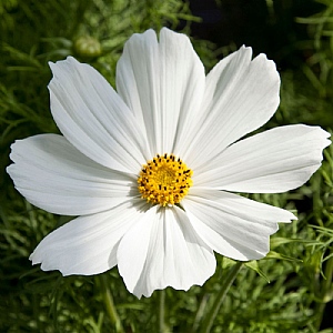Cosmos 'Apollo White'