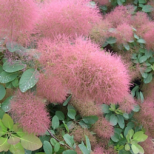 Cotinus 'Candy Floss'