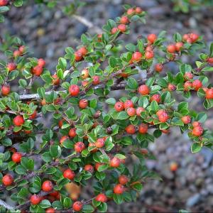 Cotoneaster horizontalis