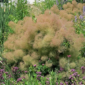 Cotinus coggygria 'Young Lady'