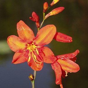 Crocosmia 'Babylon'