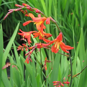 Crocosmia 'Carmine Brilliant'