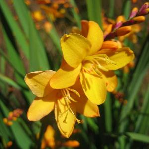 Crocosmia 'Columbus'