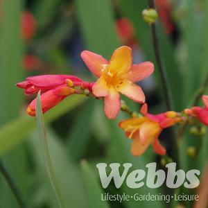 Crocosmia 'Orange Pekoe'
