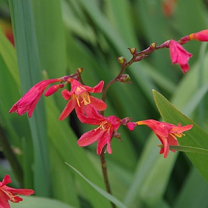 Crocosmia 'Princess'